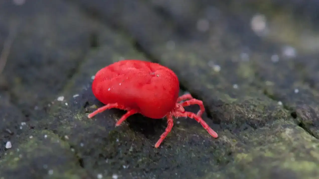 Close-up of a red mite on rock, the size chiggers reach as adults