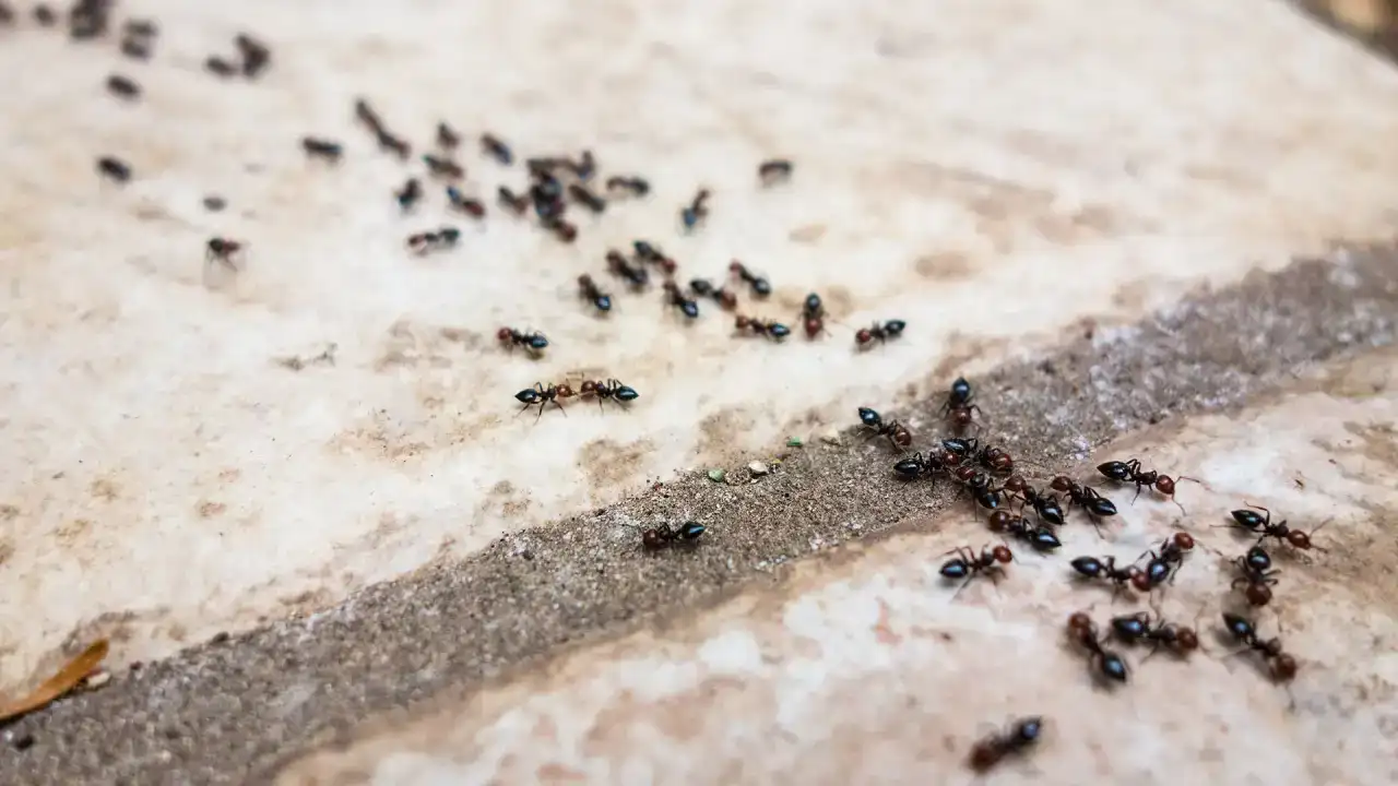Ant trail crossing a concrete paver beside a foundation