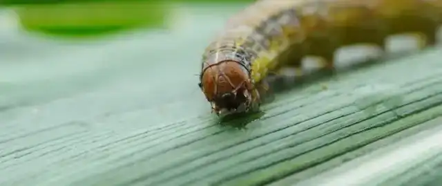 Armyworm caterpillar crawling on a green surface