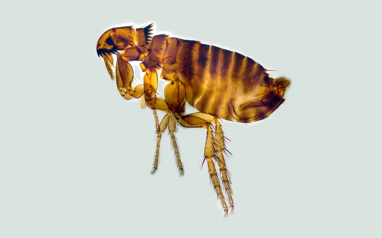 Cat flea specimen under magnification, body flattened side to side with spined legs