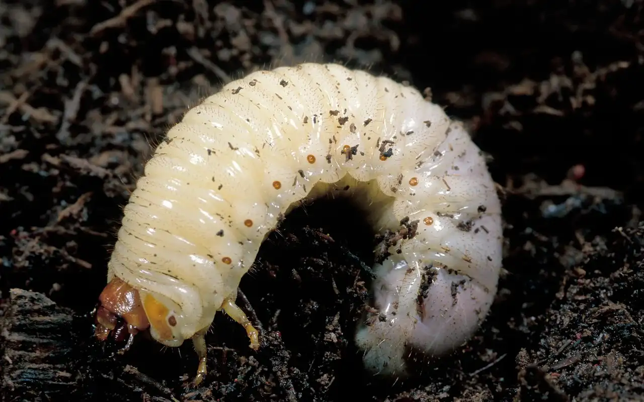 White C-shaped beetle larva in soil, brown head capsule and legs near the head