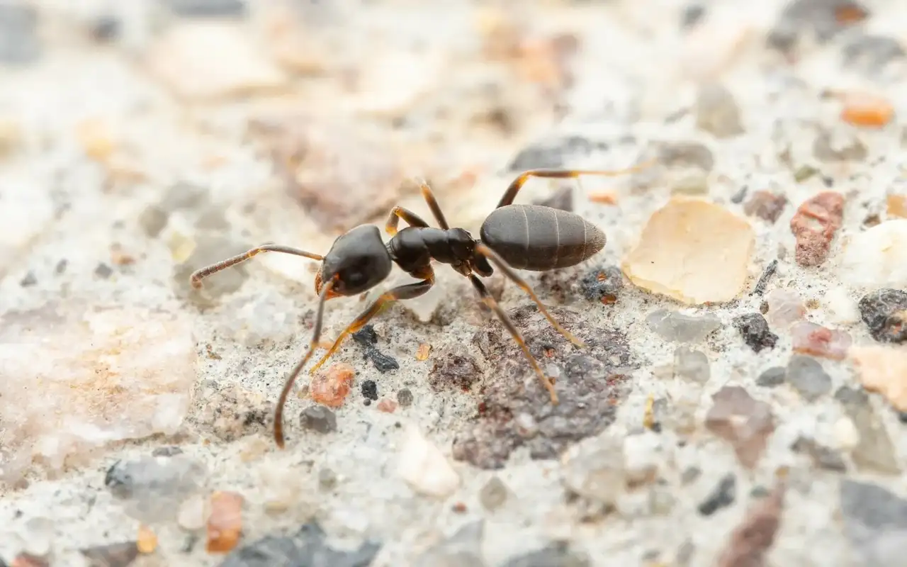 Odorous house ant on concrete, a single uniform worker size