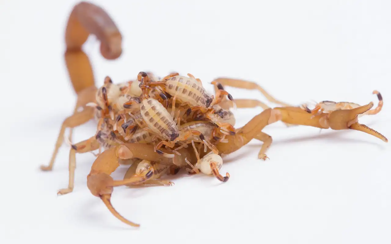 Striped bark scorpion, Centruroides vittatus, a female carrying her brood