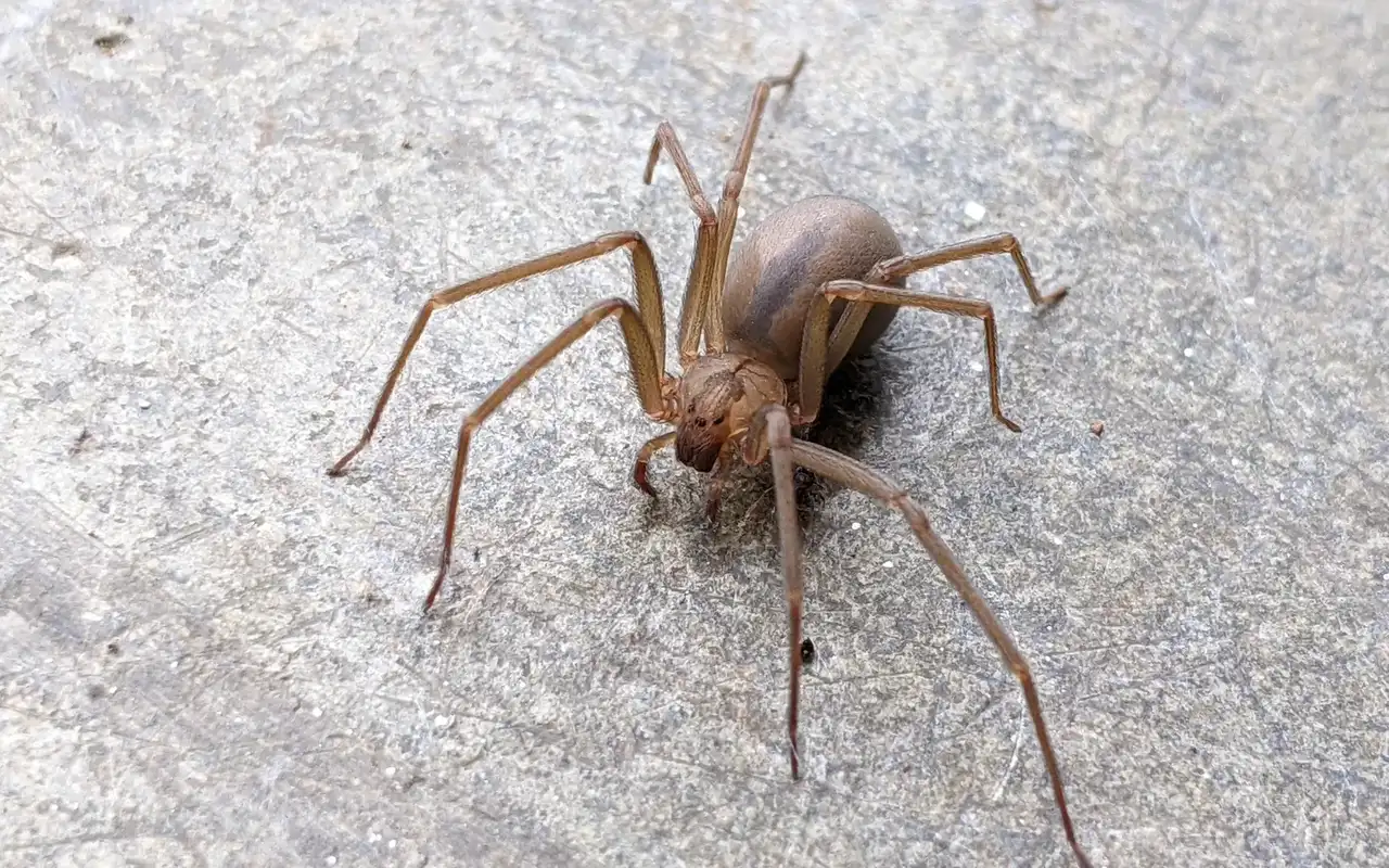 Brown recluse spider on concrete, uniform tan body and long thin legs