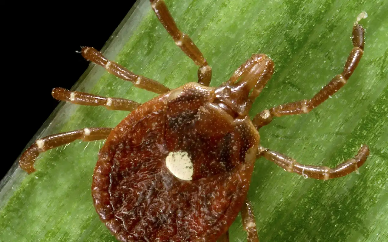 Female lone star tick on a grass blade, single white dot on the back