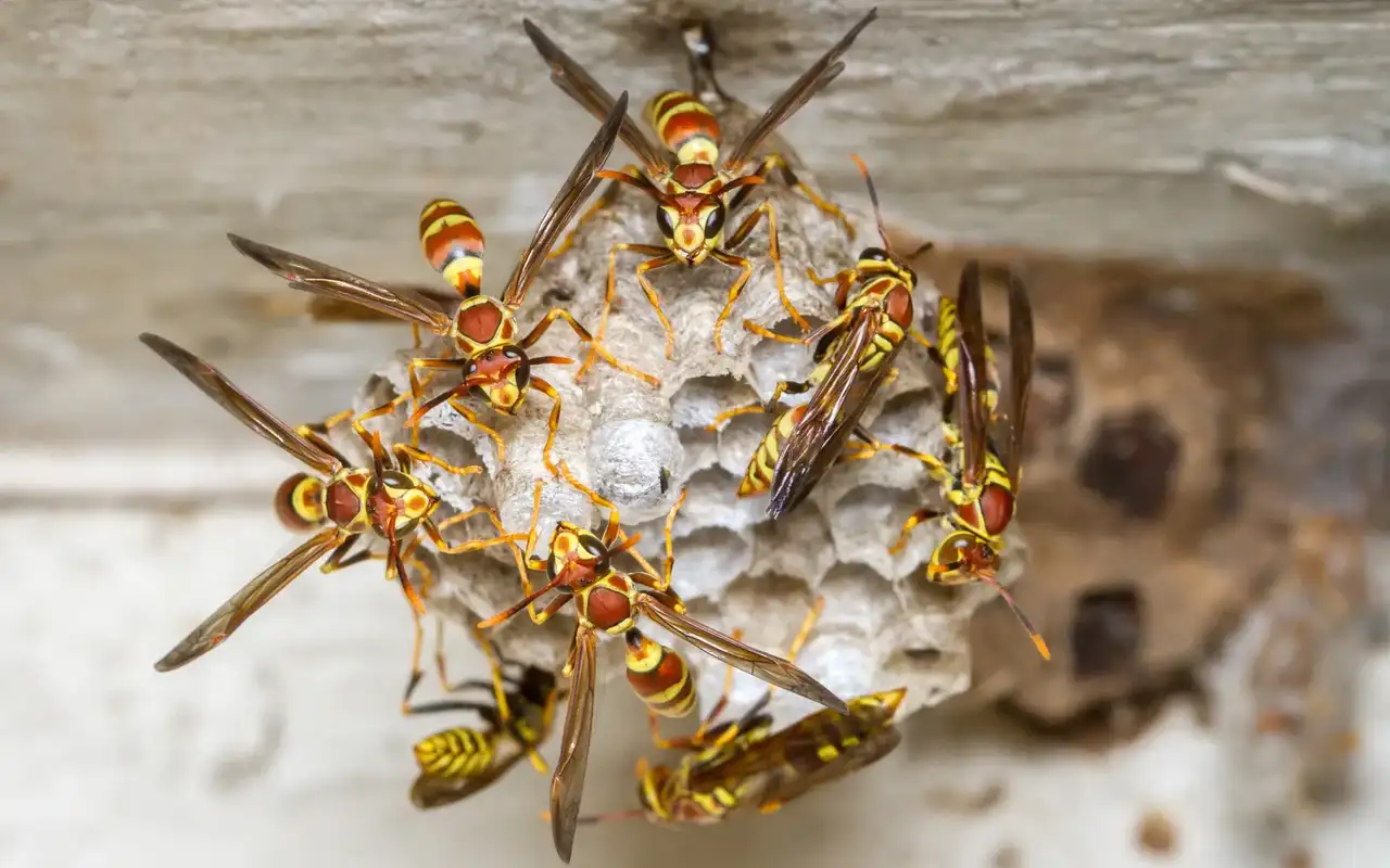 Paper wasps on an open honeycomb nest under a wooden eave