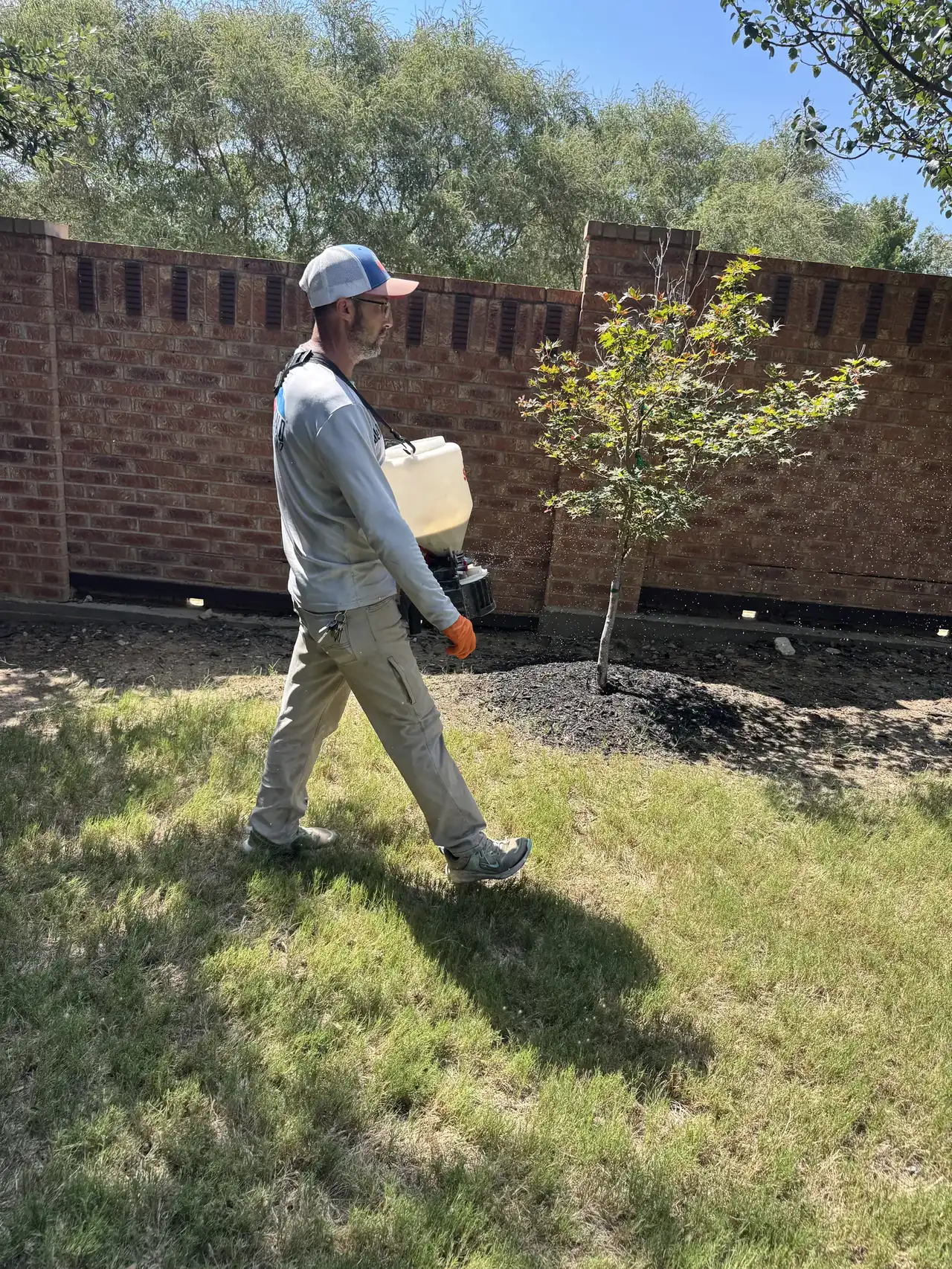 Buffalo Outdoor technician in long sleeves and gloves broadcasting granular fire ant bait along a lawn and bed line