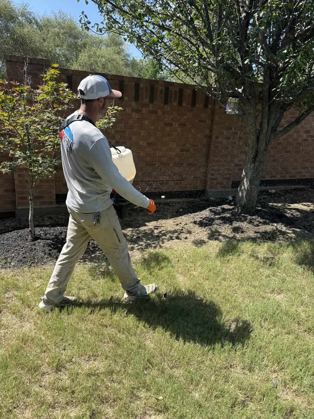 Buffalo Outdoor technician in long sleeves and gloves applying granular lawn insecticide with a spreader