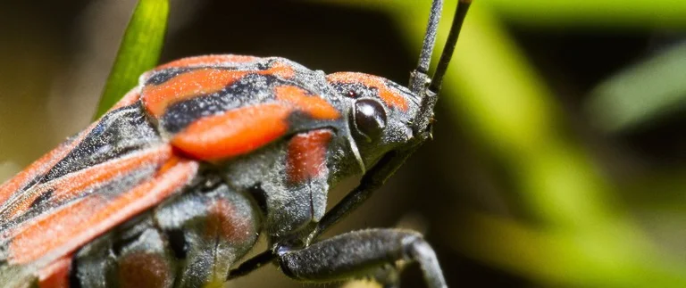 Close-up of a chinch bug on a grass blade