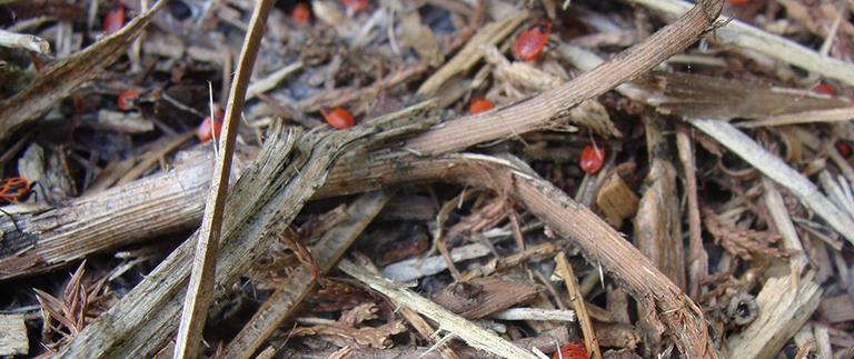 Pests in mulch and plant debris against a home foundation
